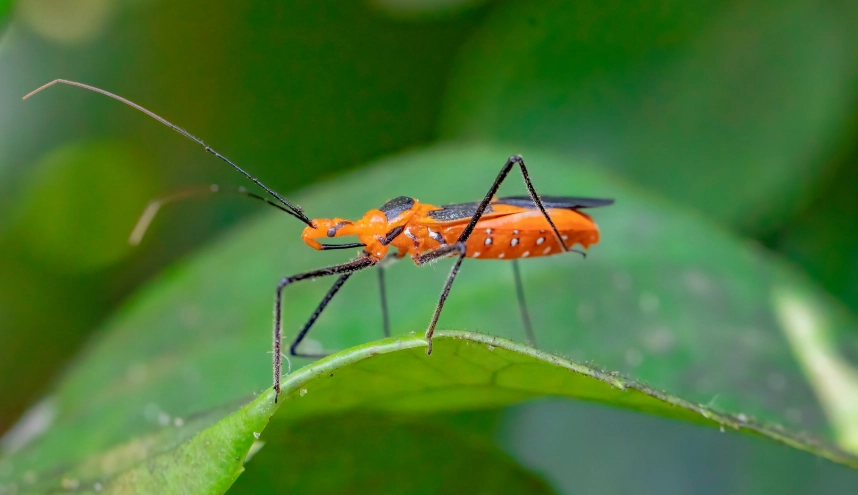 how to prevent assassin bug bites