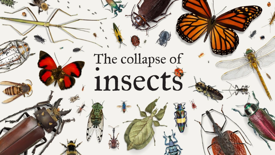 common household insects