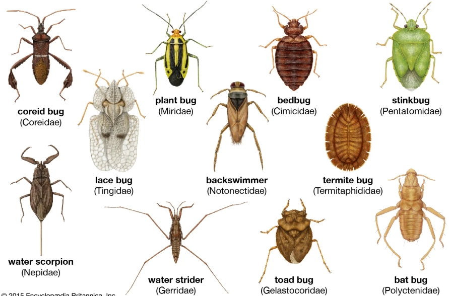 common household pests