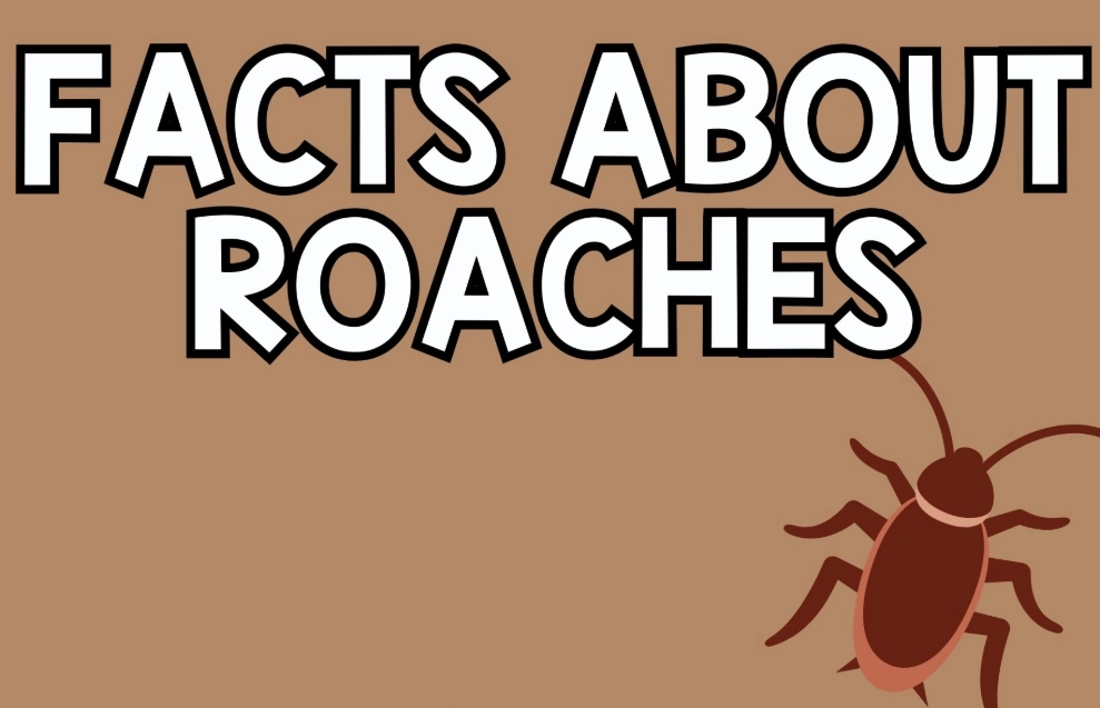 how to get rid of cockroaches