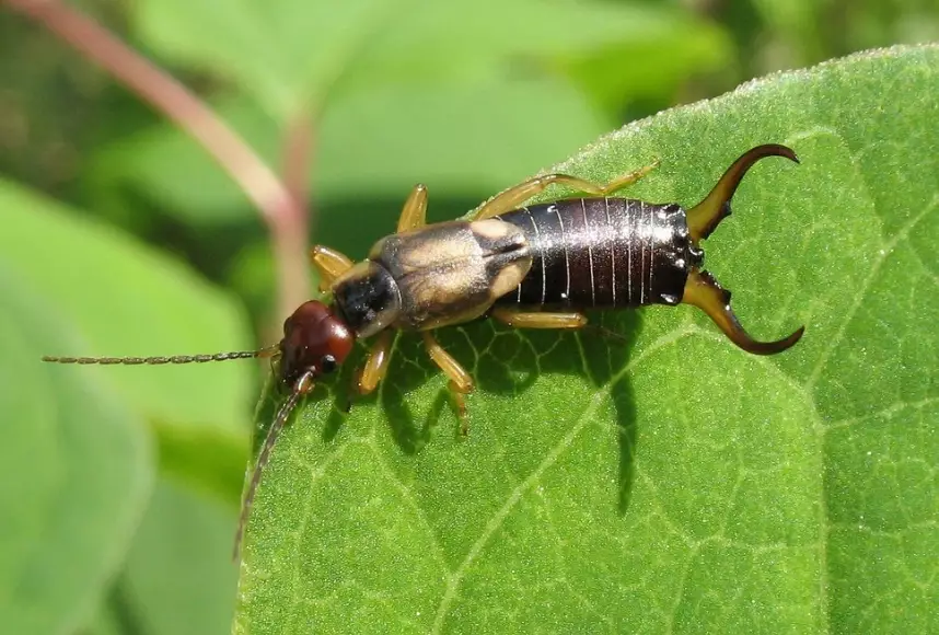 earwig identification