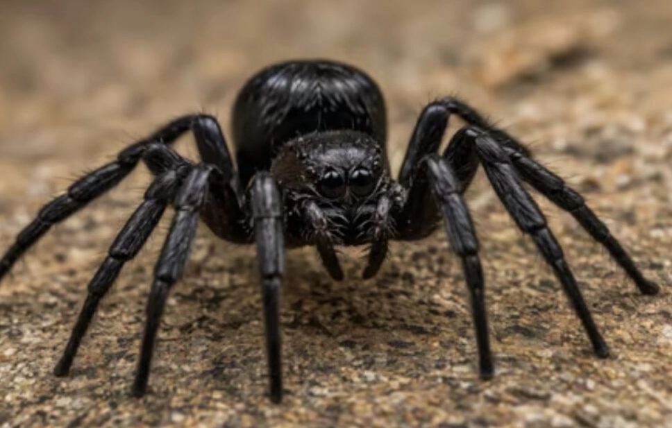 black house spider venom