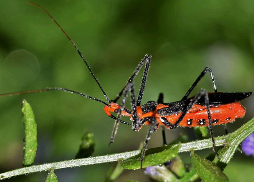 assassin bug bite symptoms