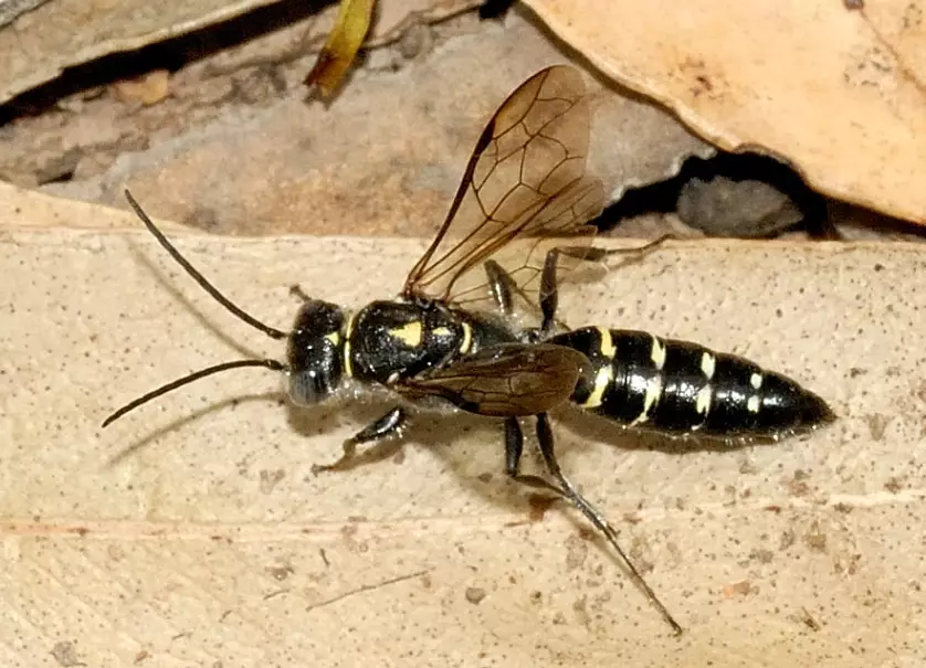 bald-faced hornet control
