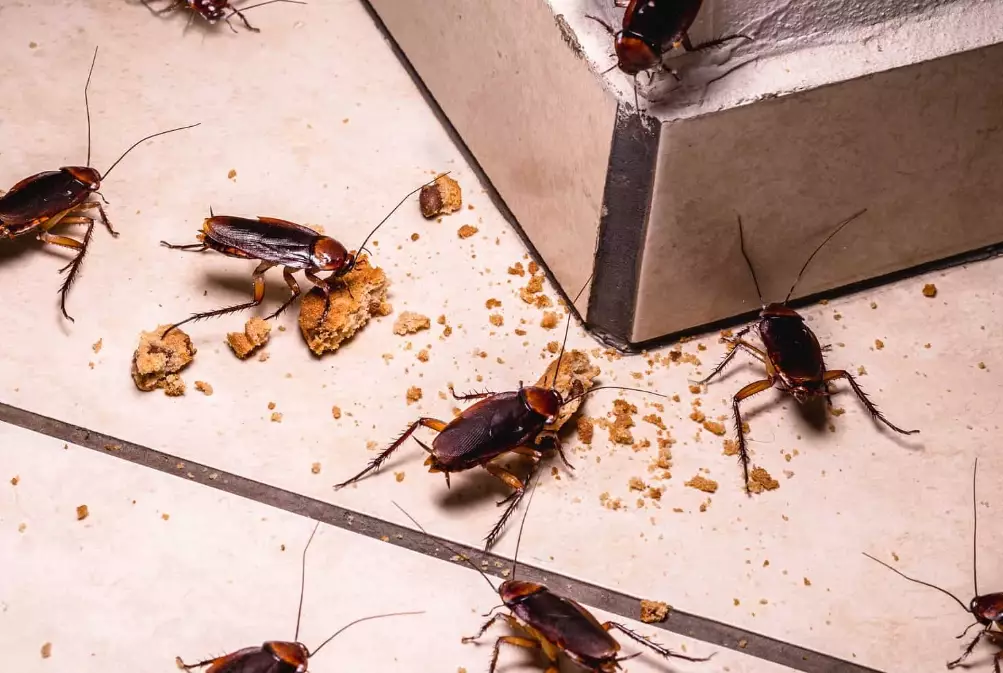 How to Identify, Prevent, and Eliminate Kitchen Insects for Good
