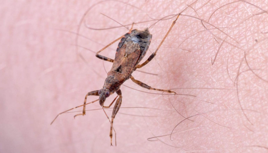 how to prevent assassin bug bites