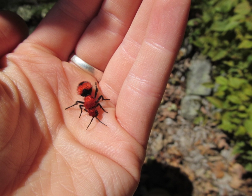 carpenter ants vs fire ants