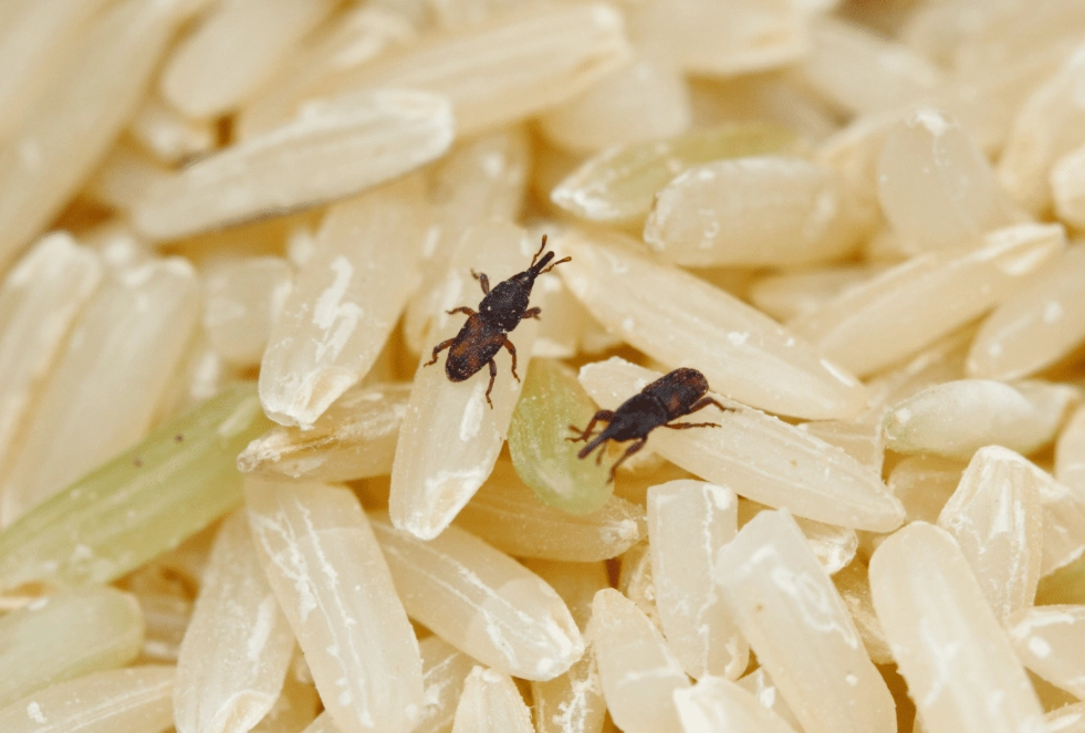 kitchen pest control