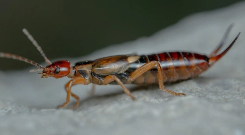are earwigs dangerous
