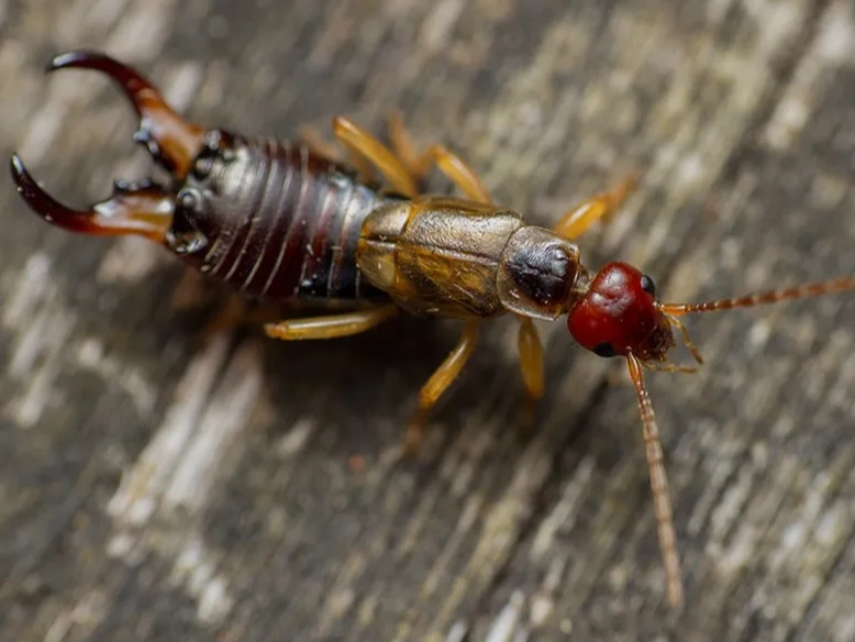 earwig vs centipede