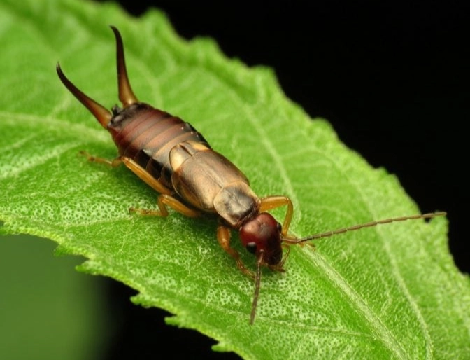 earwigs in house