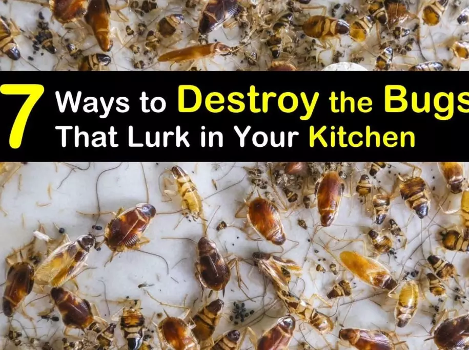 Identify & Eliminate Small Bugs in Kitchen: A Complete Guide