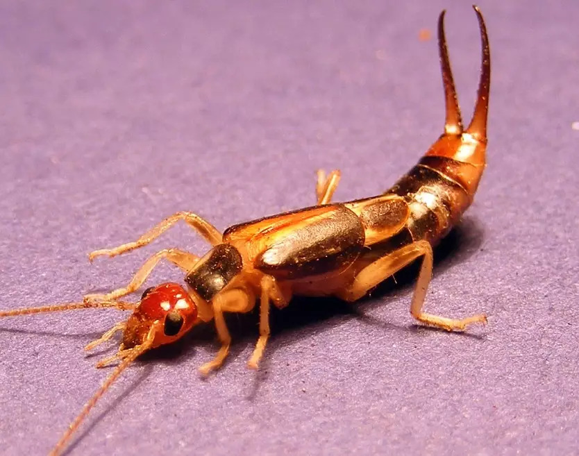 earwig identification