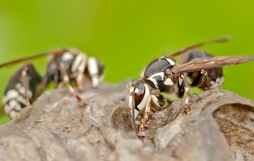 bald-faced hornet control