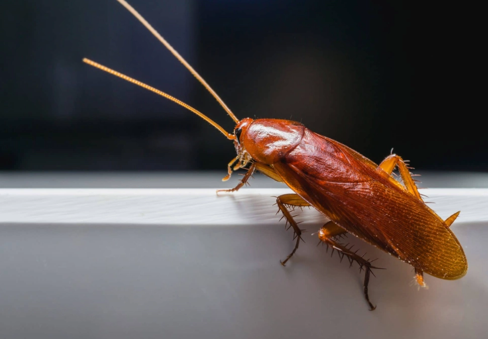 how to get rid of cockroaches