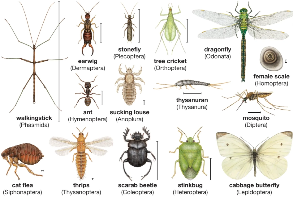 Insect Identifier Guide: How to Accurately Name That Bug