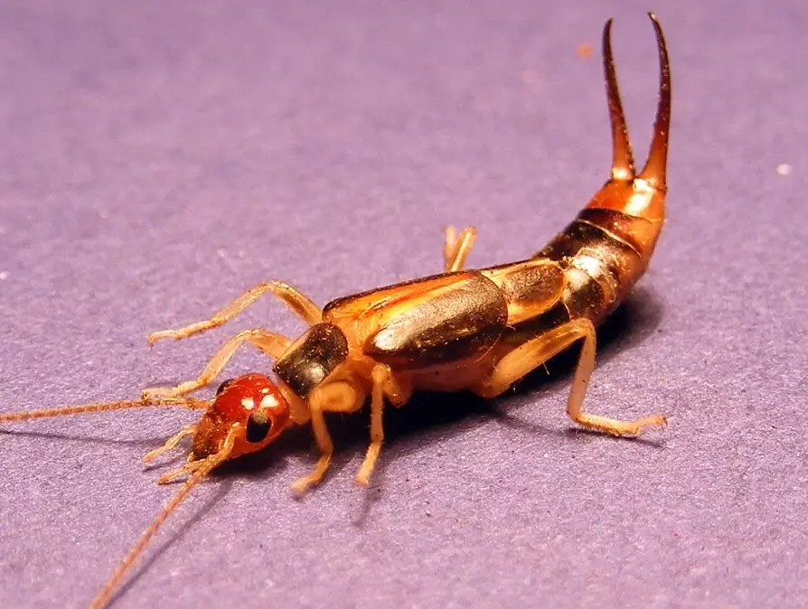 Earwigs Bug Guide: Identification, Prevention, and Safe Control