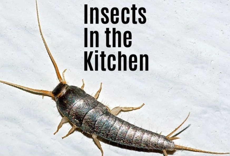 how to get rid of kitchen bugs