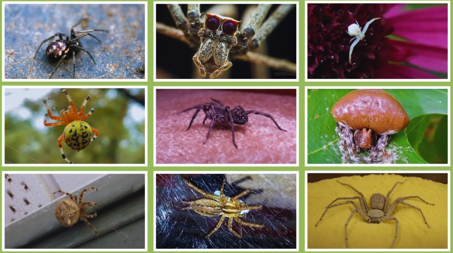 common house spiders