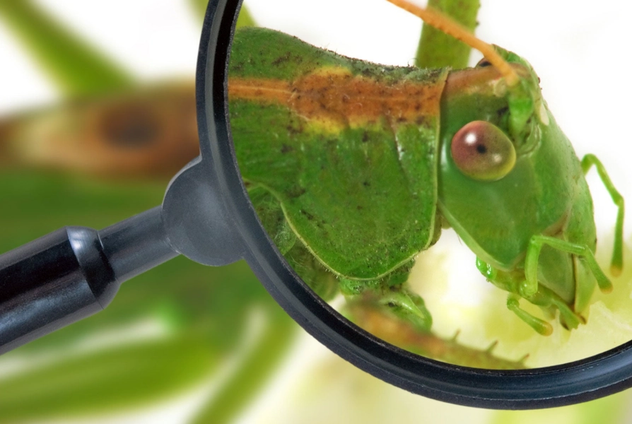 how to identify pests