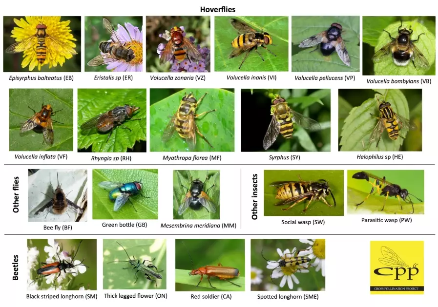 insect identifier app