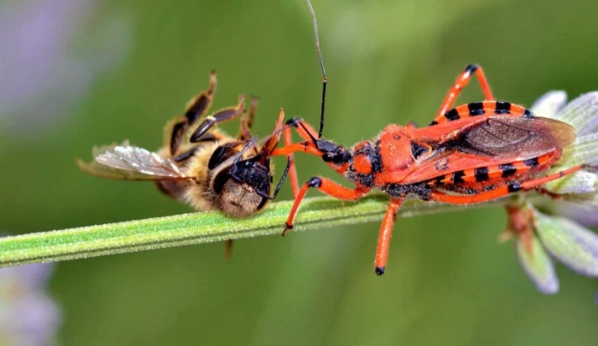 assassin bug bite symptoms
