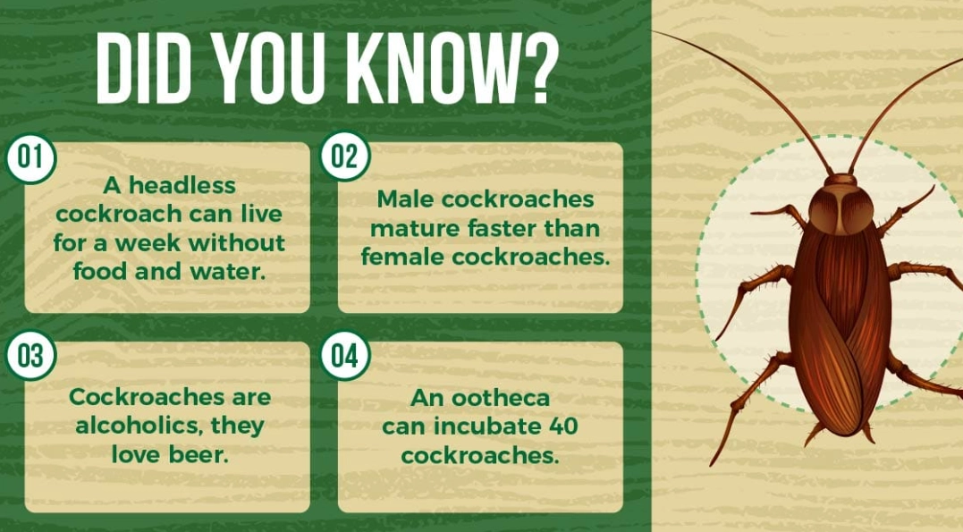cockroach facts