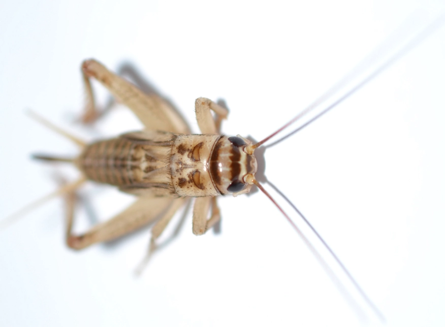 cricket infestation control