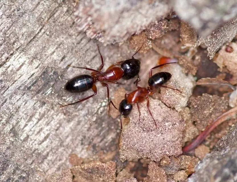 red and black ants in yard