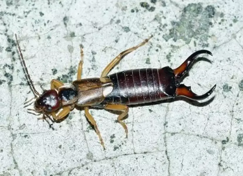 earwigs in house