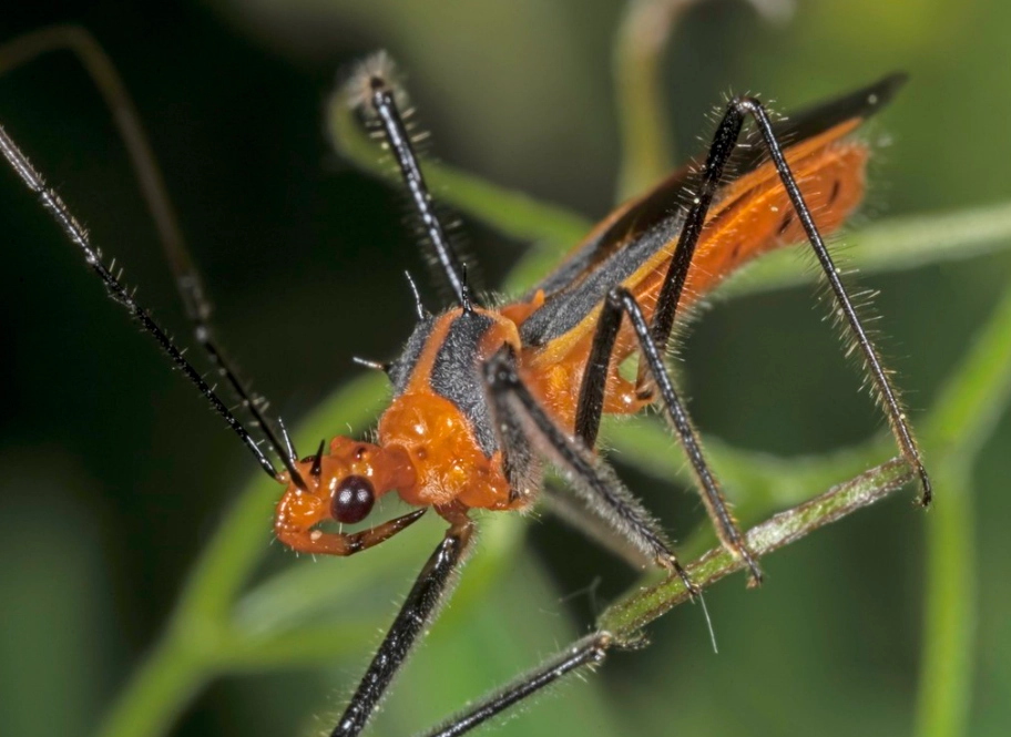 Assassin Bug Bite: Symptoms, Treatment, and Prevention Guide