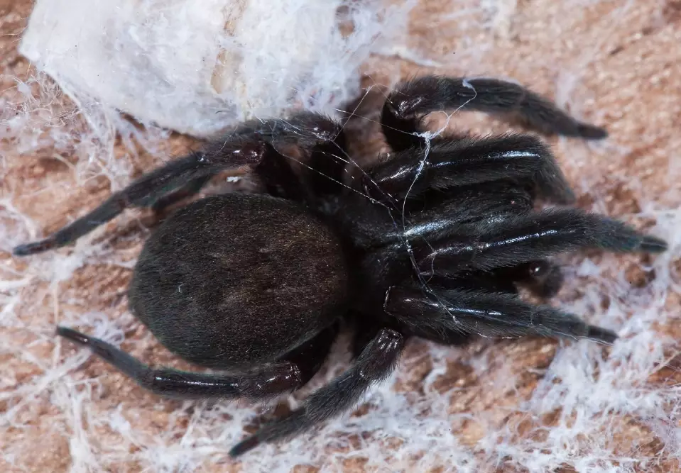 badumna insignis bite