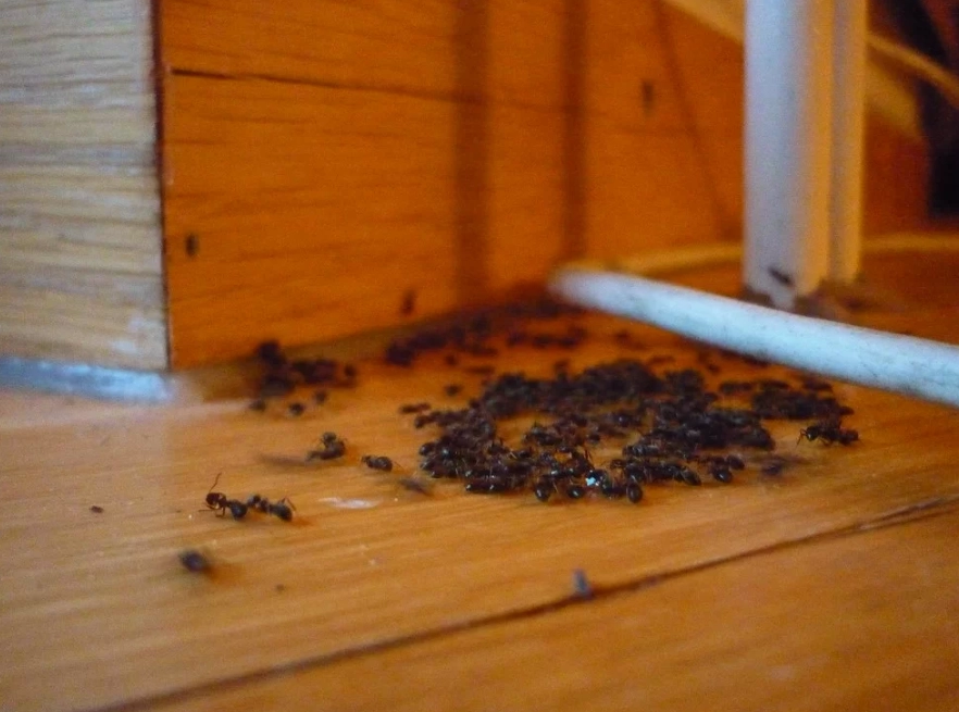 identify pantry bugs