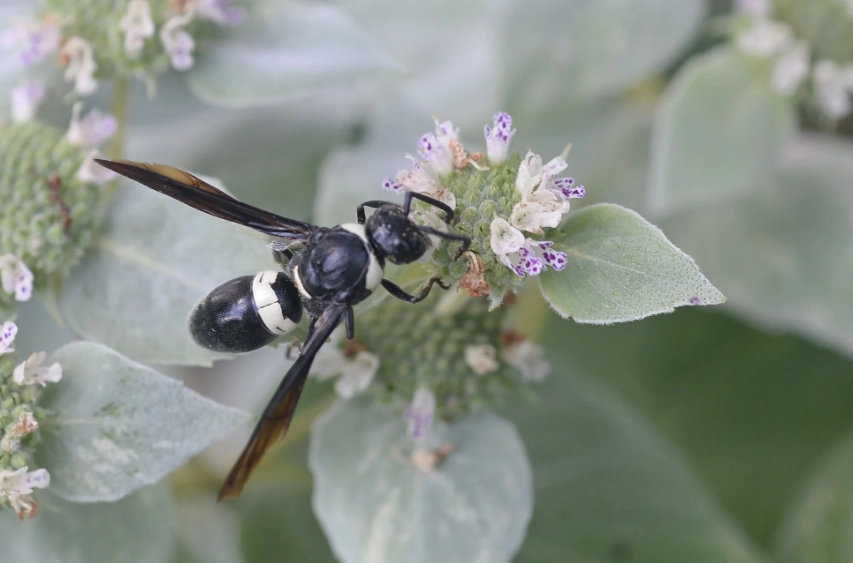 white-faced hornet