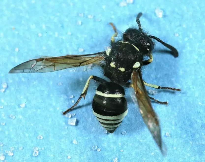 white-faced hornet