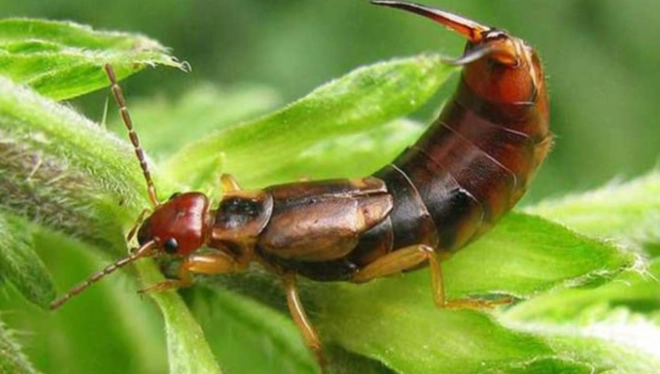 are earwigs dangerous
