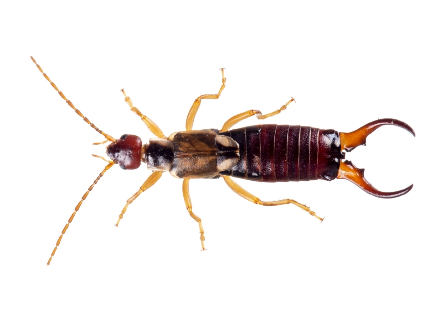earwigs in house