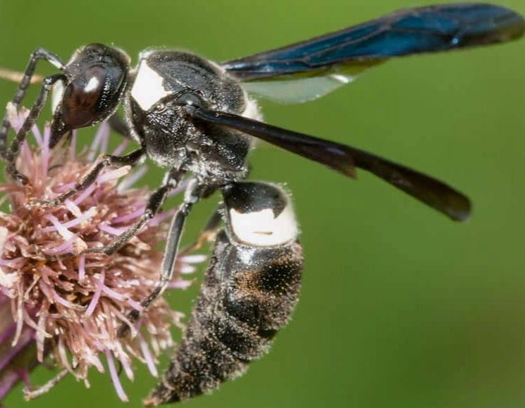 white-faced hornet