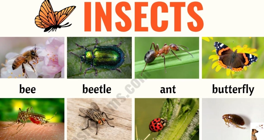 insect identifier app
