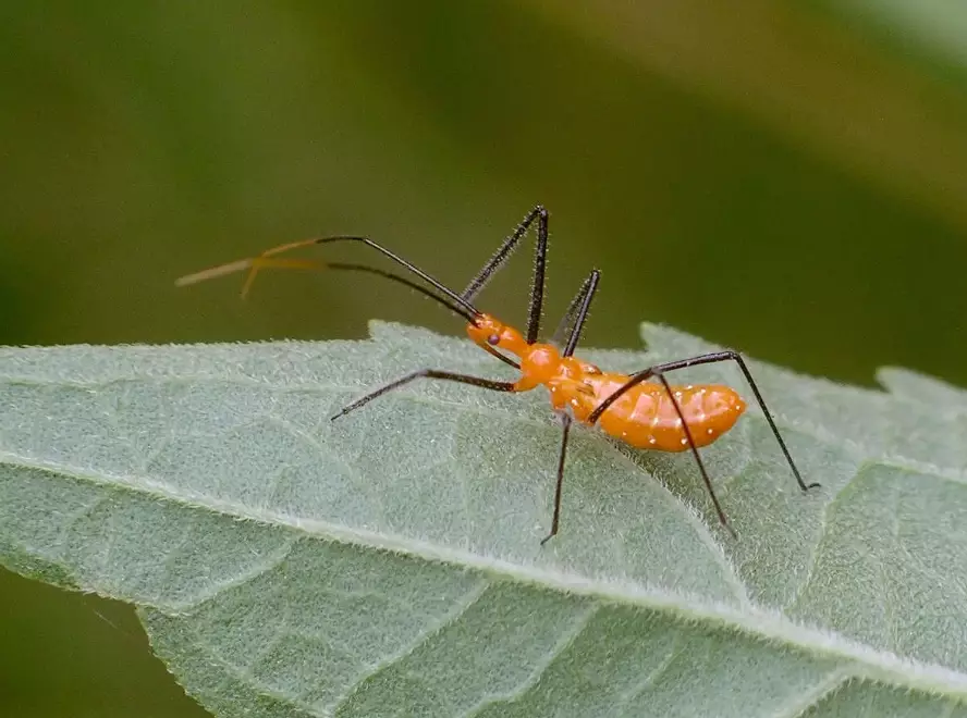 assassin bug bite treatment