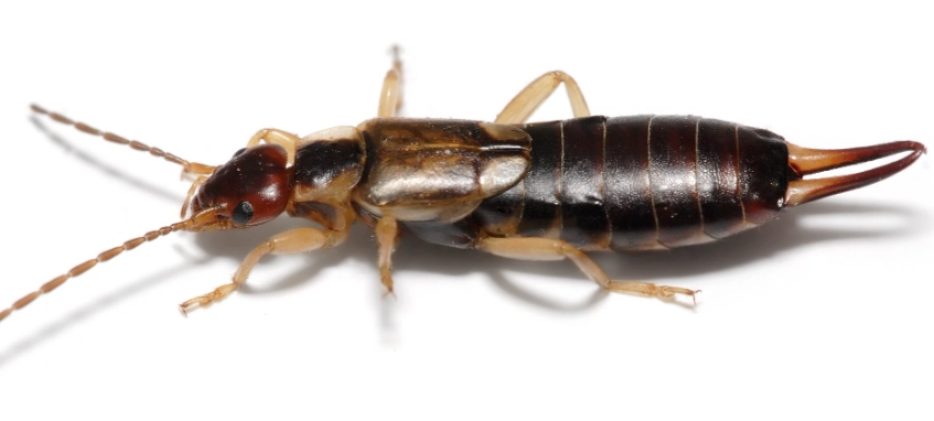 earwigs in house