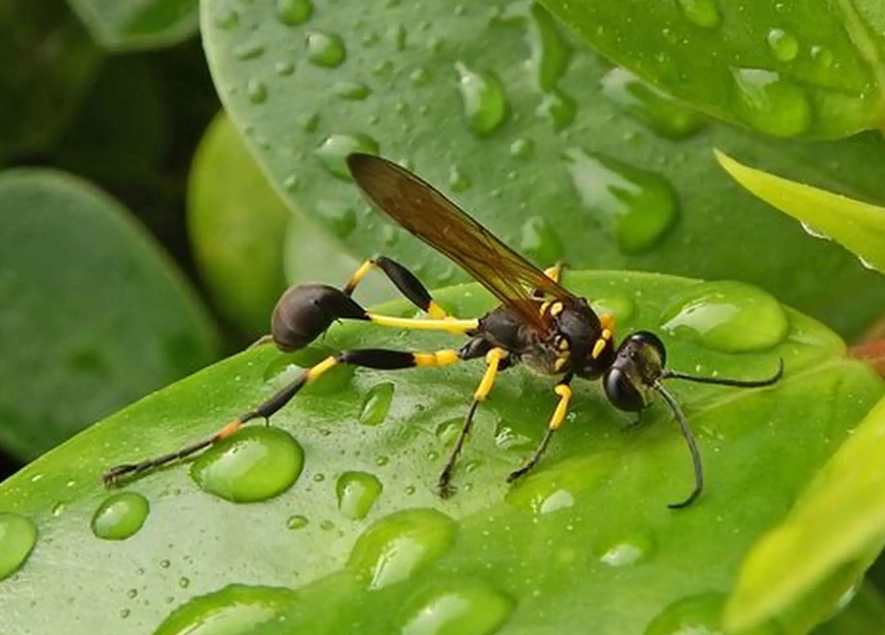 Mud Dauber Wasps: Your Ultimate Guide to Identification, Benefits, and Safe Removal
