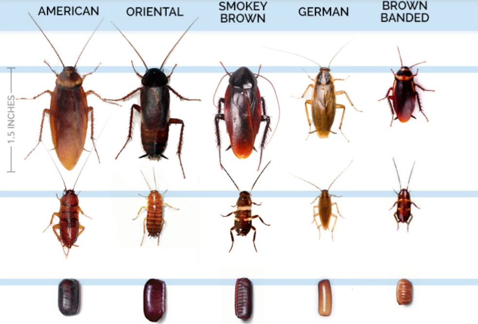 types of cockroaches