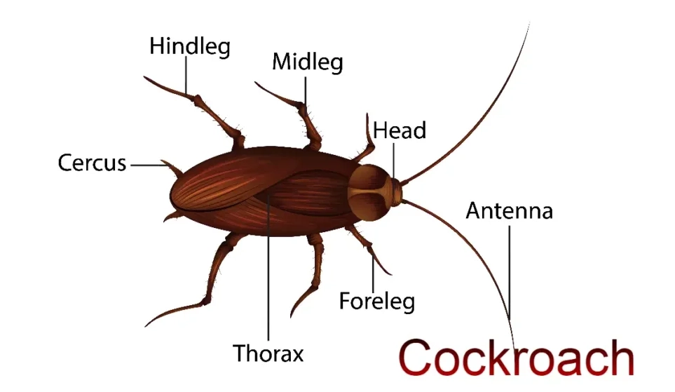 cockroach survival traits