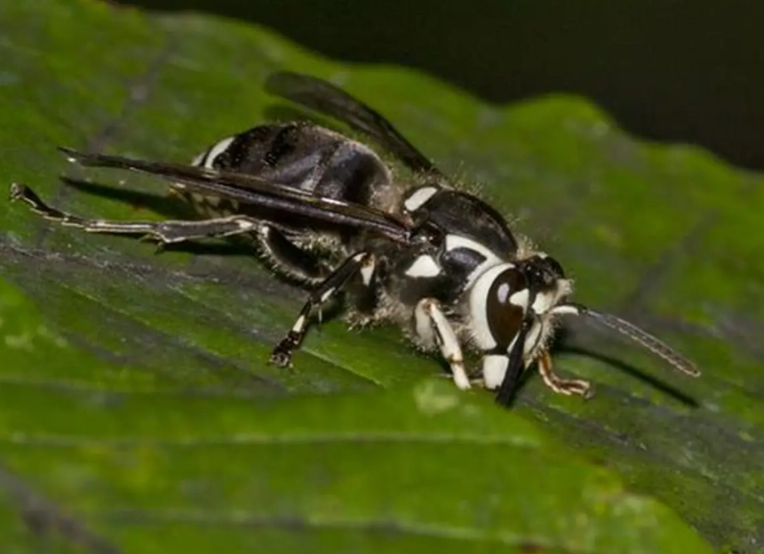 black and white hornet identification