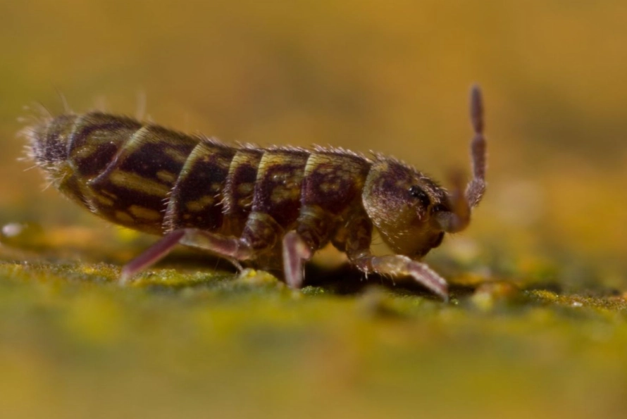 springtails in house