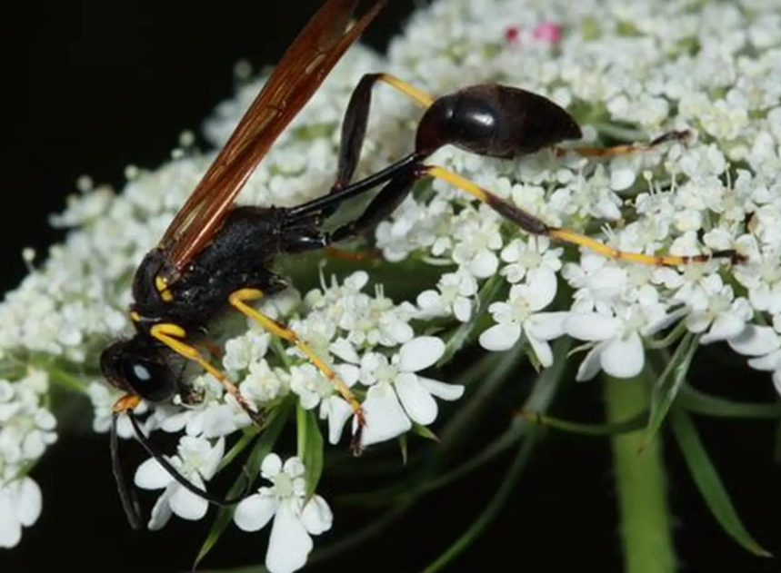 mud dauber wasp