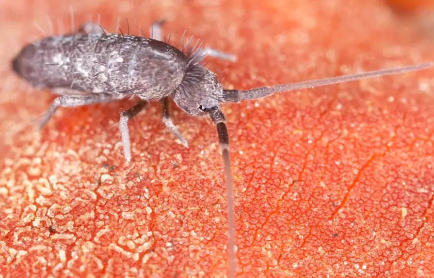 springtails in house