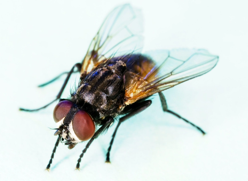 house fly prevention tips house fly prevention tips