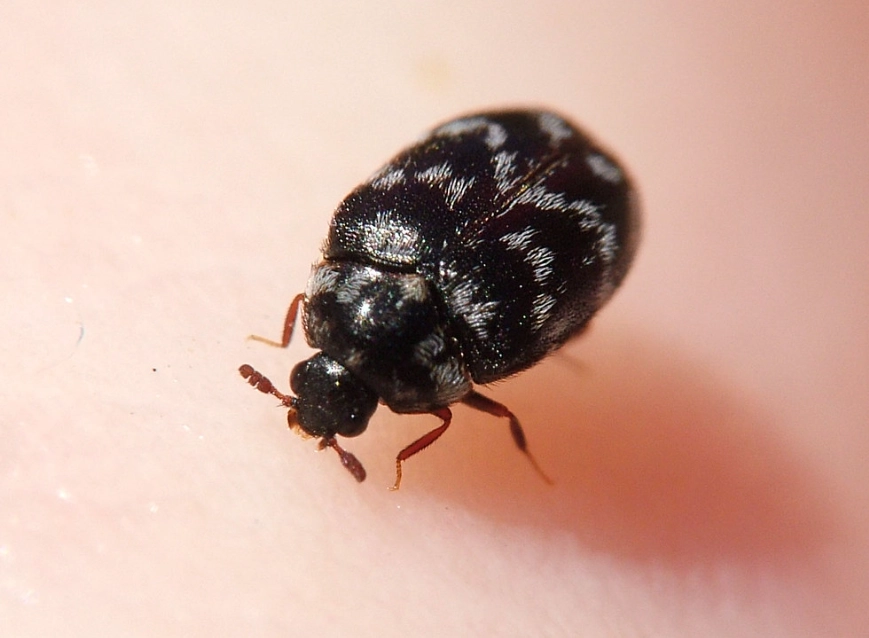 how to treat bed bug bites how to treat bed bug bites